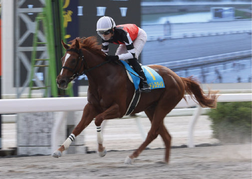 エンドレステイル号「2歳新馬」勝利記念オリジナル額装