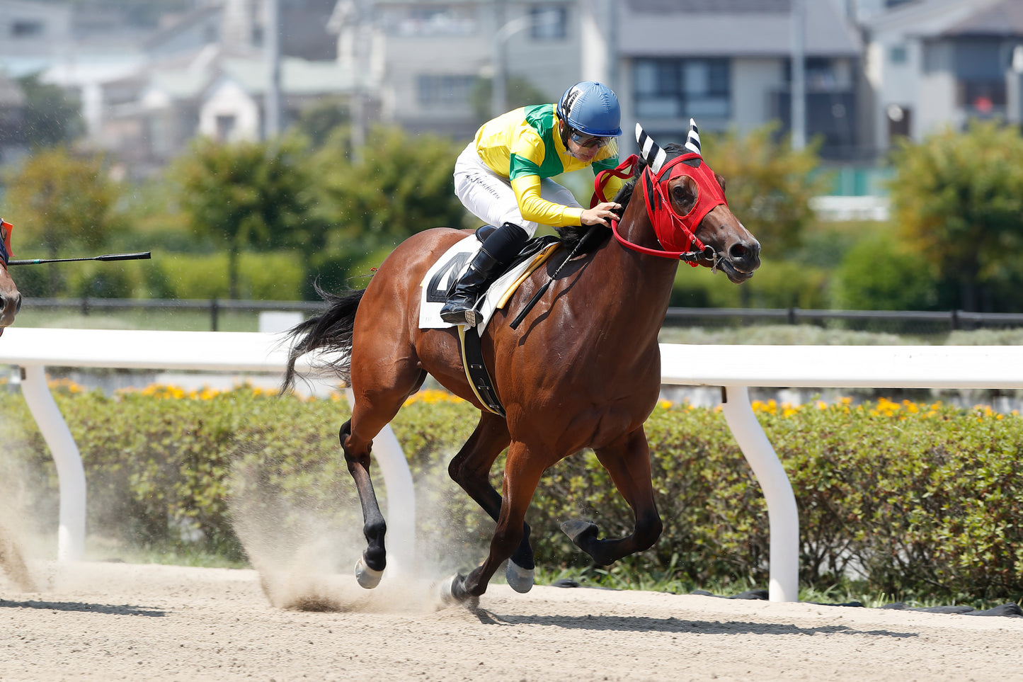 タイトルコール号「浦和８００ラウンド３歳未格付選抜馬イ」勝利記念オリジナル額装