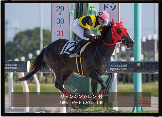ジュンシンカレン号「３歳七」勝利記念オリジナル写真プレート