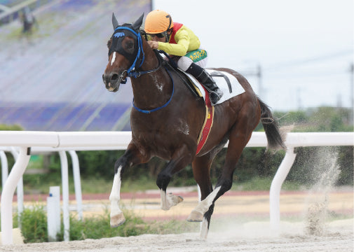 ケルティックハーツ号「カサオク・サンクス賞」勝利記念オリジナル額装